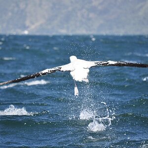 neuseeland 060