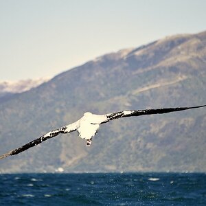 neuseeland 061