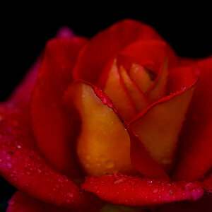 Duftende Rose..