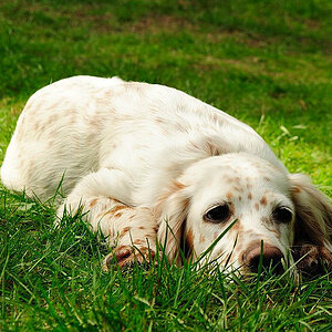 DSC 0233 00131beschnitten