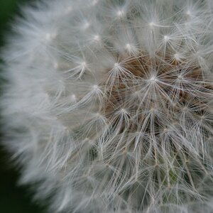 Pusteblume