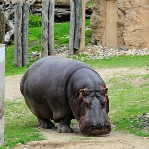Dickerchen kommt