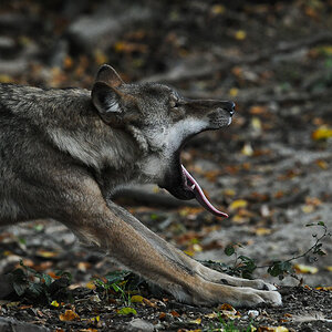 Wolf4 (1 von 1)