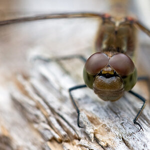 Libelle