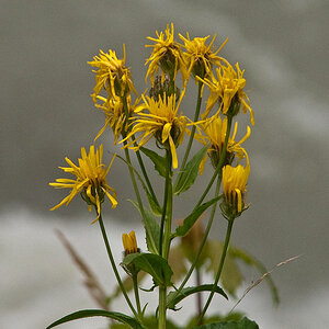 Blume 05