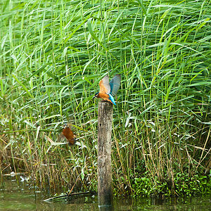 20100911 32030 [NIKON D3] 550 mm,1 125 Sek. bei f   5,6