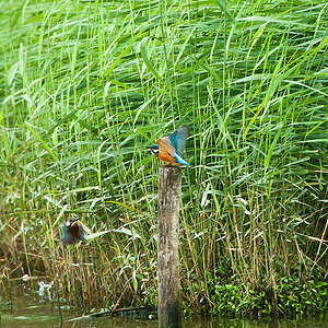 20100911 32029 [NIKON D3] 550 mm,1 125 Sek. bei f   5,6