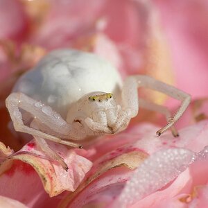 eine Krabbenspinne sonnt sich im Morgentau