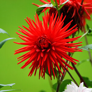 Leuchtend rot