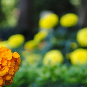 blume palma 00127