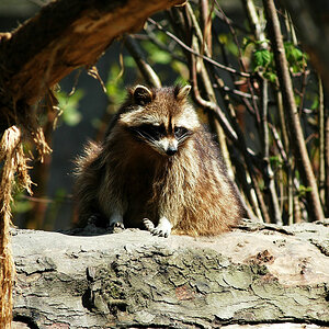 Waschbär