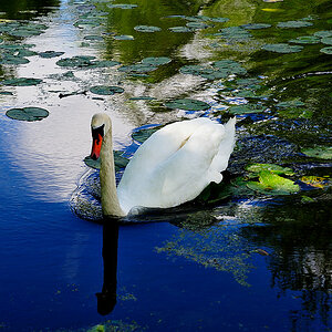 schwan passig gemacht