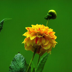 Blume