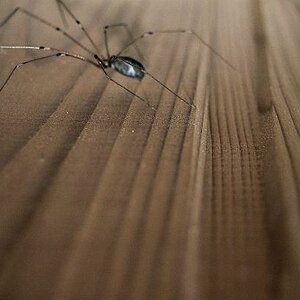 Spinne