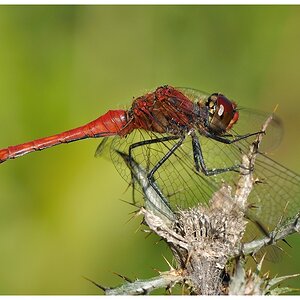Rote