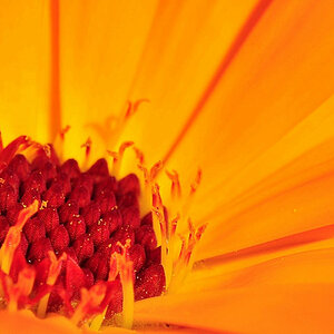 Blume