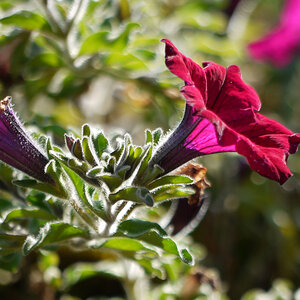 blume1 lzn