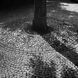 Baumpflaster 09 / 2010