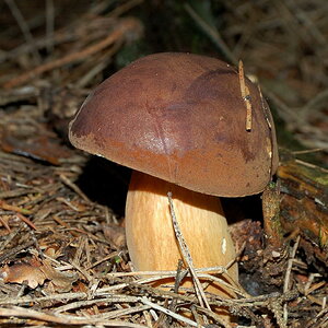 Braunkappe