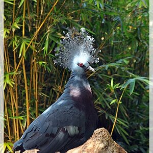 Vogel