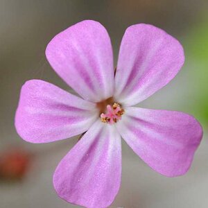 Makro Test Bluete 2