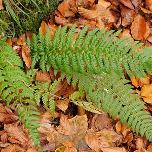 Makro Test Polystichum 3