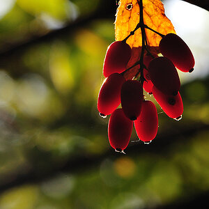 frucht