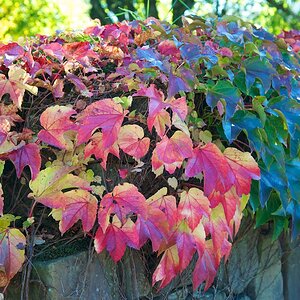 Herbstimpressionen I