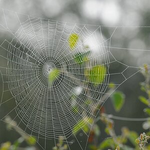 Radnetz
