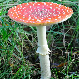 Fliegenpilz
