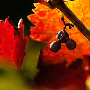2010 10 10  DSC3773 hsw