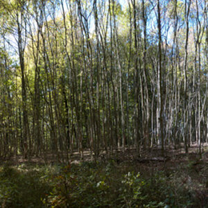 Herbstwald Panorama