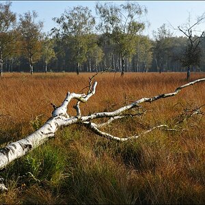 acomp duvens.brook 0488