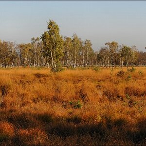 acomp duvens.brook 0507