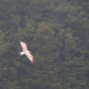 Möwe bei Sellin