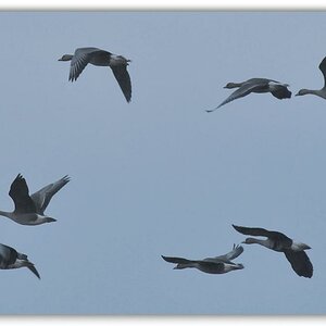Gänse runde Ecken a