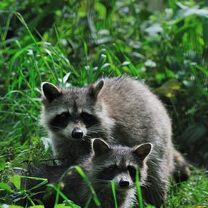 Die waren besonders schwer auf Datei zu bannen. So schnell wie die sich am Buffet bedient haben, waren sie nicht legal im Otter-Gehege.

comp DSC 6310