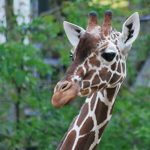 Bild 523 Giraffe a