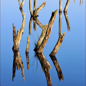 acomp duvens.brook 0563