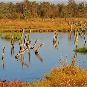 acomp duvens.brook 0596