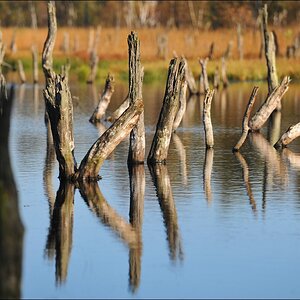 acomp duvens.brook 0668