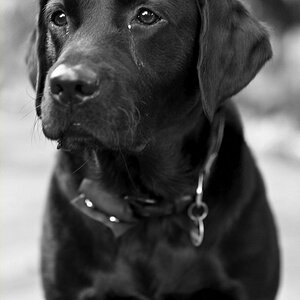 Anton