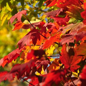 Herbststimmung im Botanischen Garten in Dresden