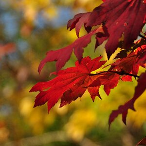 Herbststimmung im Botanischen Garten in Dresden
