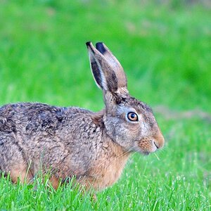 Neuharlingersieler Deichhase (Nikon D300, 300/4, Bl. 4, 1/320s, MHX 5380A  USM AK)