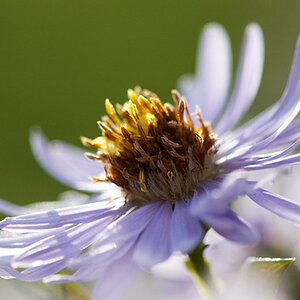 Blumenmakro