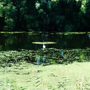 Idyll 1