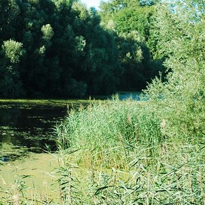 Idyll 2