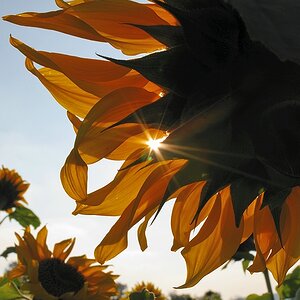 Sonnenblume3