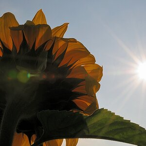 Sonnenblume4